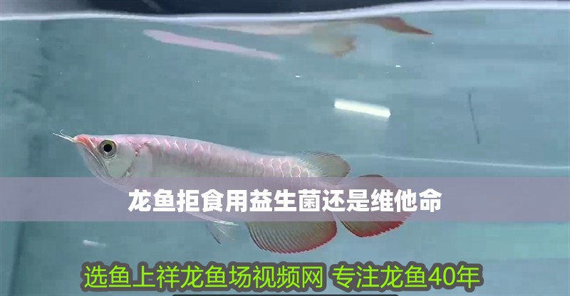 龍魚拒食用益生菌還是維他命