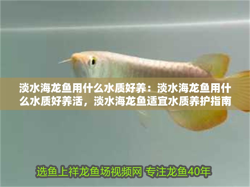 淡水海龍魚(yú)用什么水質(zhì)好養(yǎng)：淡水海龍魚(yú)用什么水質(zhì)好養(yǎng)活，淡水海龍魚(yú)適宜水質(zhì)養(yǎng)護(hù)指南