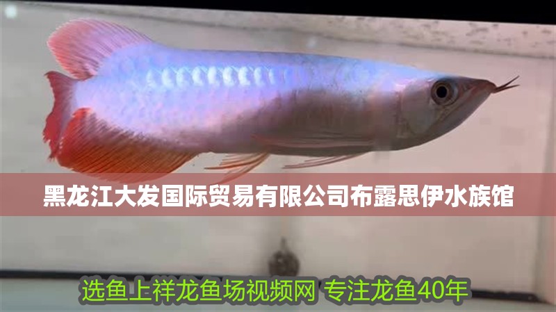 黑龍江大發國際貿易有限公司布露思伊水族館