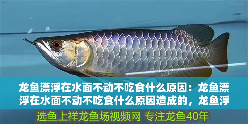 龍魚漂浮在水面不動(dòng)不吃食什么原因：龍魚漂浮在水面不動(dòng)不吃食什么原因造成的，龍魚浮于水面不動(dòng)且拒食