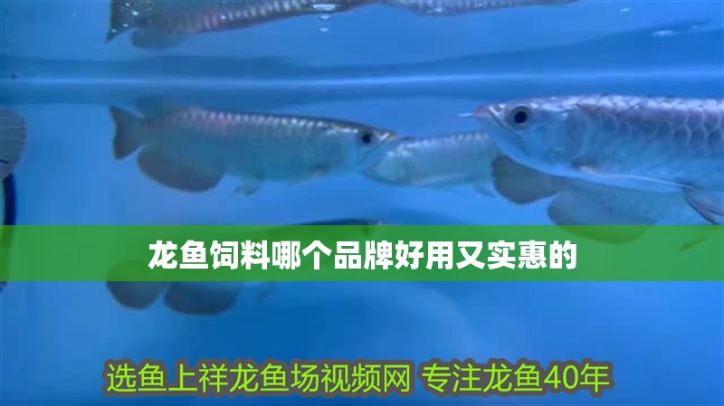 龍魚飼料哪個品牌好用又實惠的