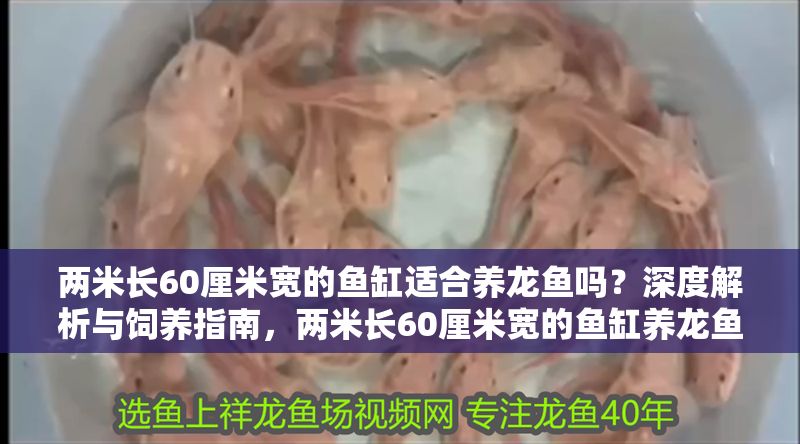兩米長60厘米寬的魚缸適合養龍魚嗎？深度解析與飼養指南，兩米長60厘米寬的魚缸養龍魚，深度解析與飼養指南