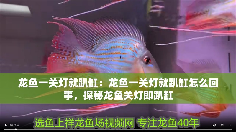 龍魚(yú)一關(guān)燈就趴缸：龍魚(yú)一關(guān)燈就趴缸怎么回事，探秘龍魚(yú)關(guān)燈即趴缸