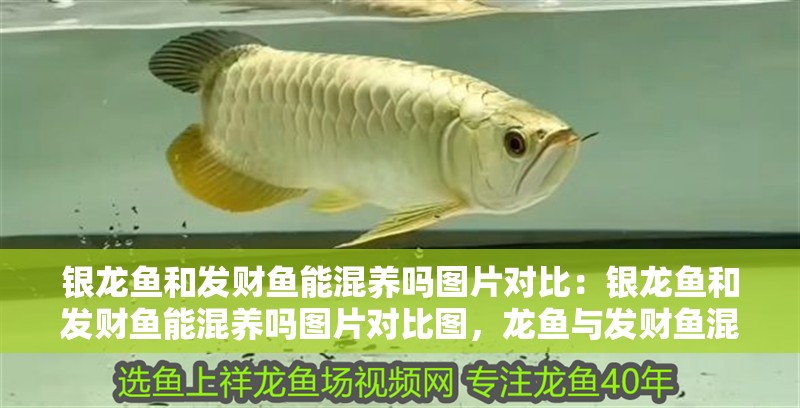 銀龍魚和發(fā)財(cái)魚能混養(yǎng)嗎圖片對(duì)比：銀龍魚和發(fā)財(cái)魚能混養(yǎng)嗎圖片對(duì)比圖，龍魚與發(fā)財(cái)魚混養(yǎng)可行性圖片