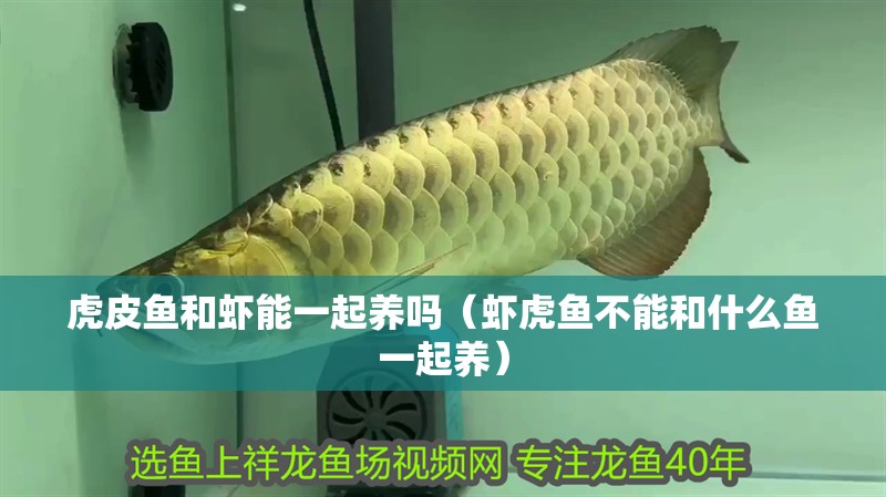 虎皮魚和蝦能一起養嗎（蝦虎魚不能和什么魚一起養）