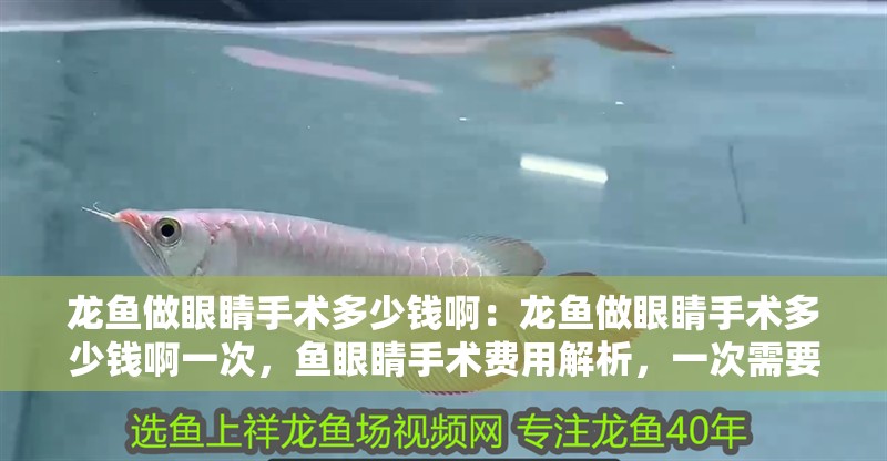 龍魚做眼睛手術(shù)多少錢啊:龍魚做眼睛手術(shù)多少錢啊一次,魚眼睛手術(shù)費(fèi)用解析,一次需要多少錢? 水族問答 龍魚做眼睛手術(shù)多少錢啊:龍魚做眼睛手術(shù)多少錢啊一次,魚眼睛手術(shù)費(fèi)用解析,一次需要多少錢? 龍魚做眼睛手術(shù)多少錢啊:龍魚做眼睛手術(shù)多少錢啊一次,魚眼睛手術(shù)費(fèi)用解析,一次需要多少錢? 水族問答