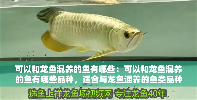 可以和龍魚(yú)混養(yǎng)的魚(yú)有哪些:可以和龍魚(yú)混養(yǎng)的魚(yú)有哪些品種,適合與龍魚(yú)混養(yǎng)的魚(yú)類(lèi)品種 水族問(wèn)答 可以和龍魚(yú)混養(yǎng)的魚(yú)有哪些:可以和龍魚(yú)混養(yǎng)的魚(yú)有哪些品種,適合與龍魚(yú)混養(yǎng)的魚(yú)類(lèi)品種 可以和龍魚(yú)混養(yǎng)的魚(yú)有哪些:可以和龍魚(yú)混養(yǎng)的魚(yú)有哪些品種,適合與龍魚(yú)混養(yǎng)的魚(yú)類(lèi)品種 水族問(wèn)答
