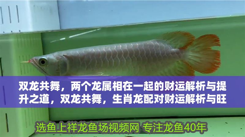 雙龍共舞，兩個(gè)龍屬相在一起的財(cái)運(yùn)解析與提升之道，雙龍共舞，生肖龍配對財(cái)運(yùn)解析與旺運(yùn)指南