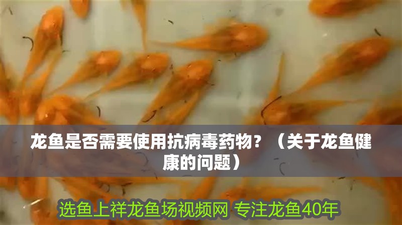 龍魚是否需要使用抗病毒藥物？（關于龍魚健康的問題）