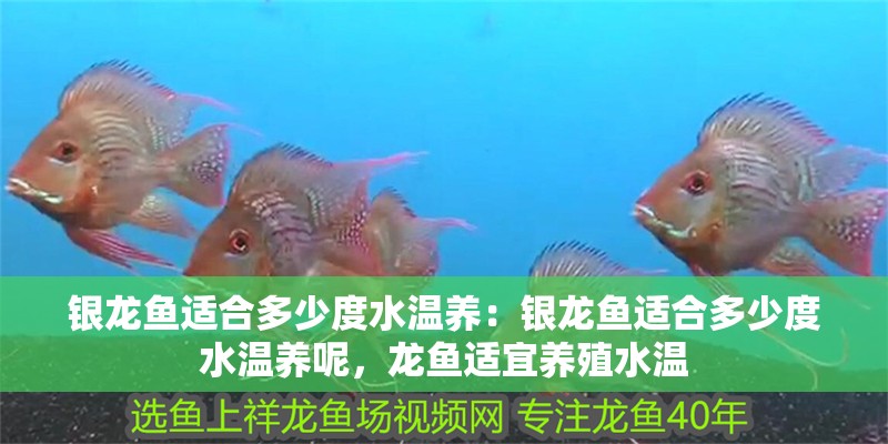 銀龍魚適合多少度水溫養：銀龍魚適合多少度水溫養呢，龍魚適宜養殖水溫
