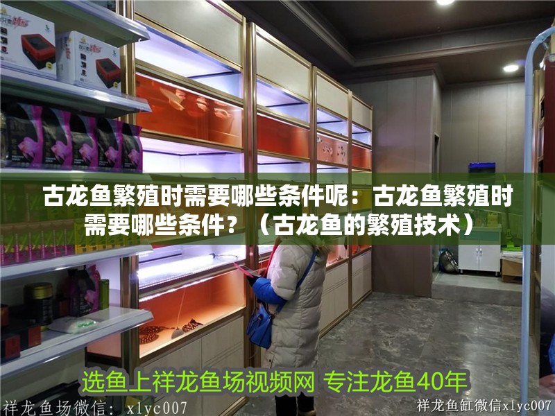 古龍魚繁殖時需要哪些條件呢：古龍魚繁殖時需要哪些條件？（古龍魚的繁殖技術）