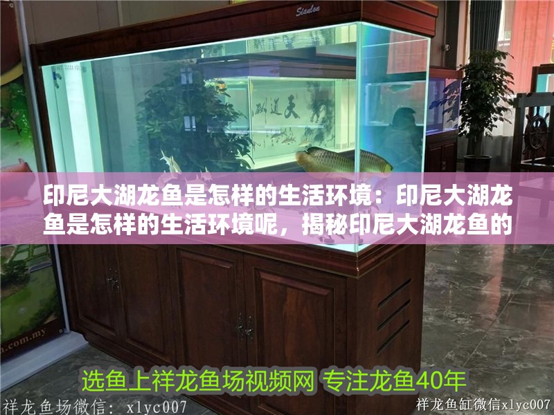 印尼大湖龍魚是怎樣的生活環境：印尼大湖龍魚是怎樣的生活環境呢，揭秘印尼大湖龍魚的獨特生活環境