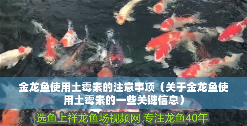 金龍魚使用土霉素的注意事項（關于金龍魚使用土霉素的一些關鍵信息）