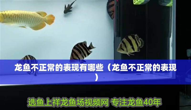 龍魚不正常的表現有哪些（龍魚不正常的表現）