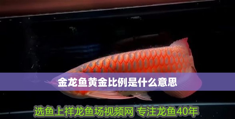 金龍魚黃金比例是什么意思
