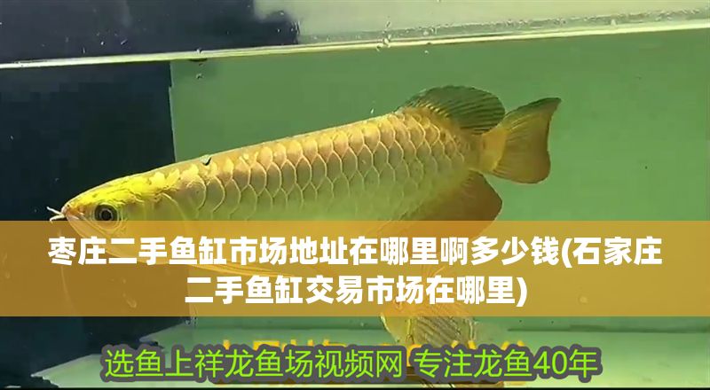 棗莊二手魚缸市場地址在哪里啊多少錢(石家莊二手魚缸交易市場在哪里)