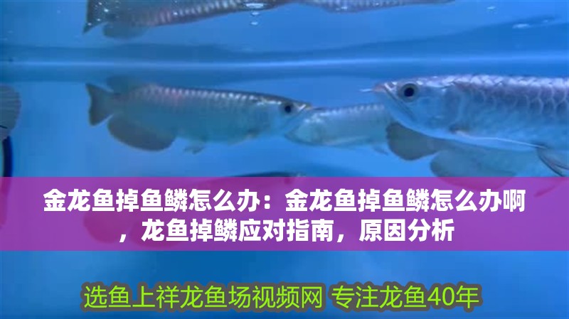金龍魚掉魚鱗怎么辦：金龍魚掉魚鱗怎么辦啊，龍魚掉鱗應對指南，原因分析
