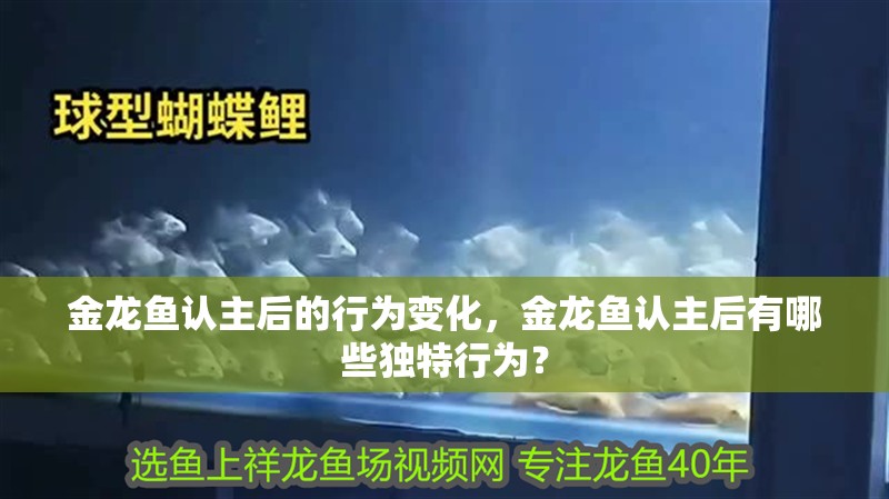 金龍魚認主后的行為變化，金龍魚認主后有哪些獨特行為？