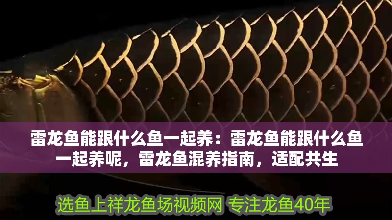 雷龍魚能跟什么魚一起養：雷龍魚能跟什么魚一起養呢，雷龍魚混養指南，適配共生 雷龍魚能跟什么魚一起養：雷龍魚能跟什么魚一起養呢，雷龍魚混養指南，適配共生 水族問答