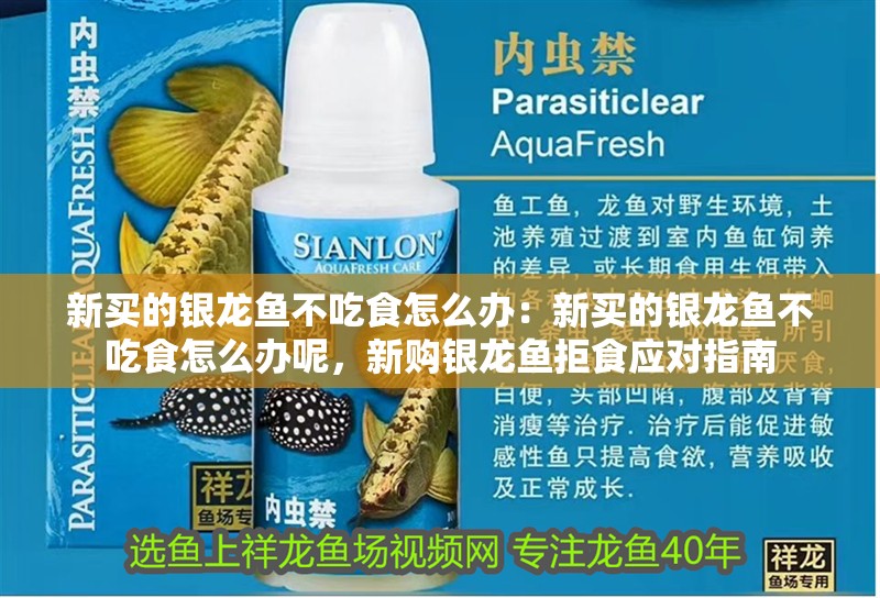 新買的銀龍魚不吃食怎么辦：新買的銀龍魚不吃食怎么辦呢，新購銀龍魚拒食應對指南