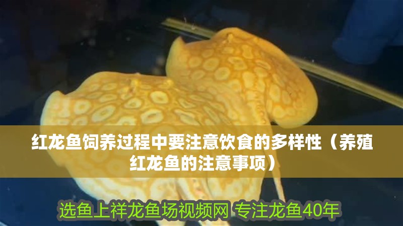 紅龍魚飼養(yǎng)過程中要注意飲食的多樣性（養(yǎng)殖紅龍魚的注意事項）