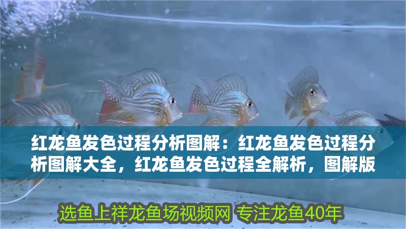 紅龍魚發色過程分析圖解：紅龍魚發色過程分析圖解大全，紅龍魚發色過程全解析，圖解版詳細指南