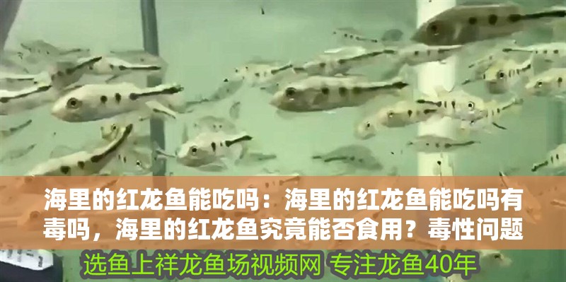 海里的紅龍魚能吃嗎：海里的紅龍魚能吃嗎有毒嗎，海里的紅龍魚究竟能否食用？毒性問題全解析