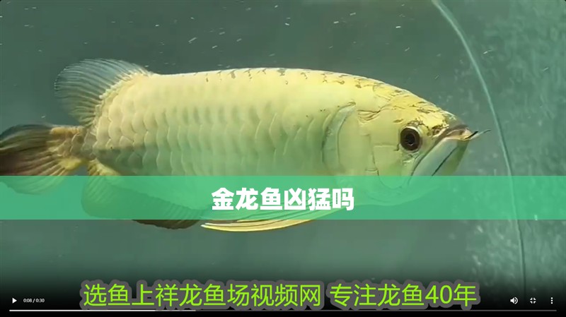 金龍魚兇猛嗎
