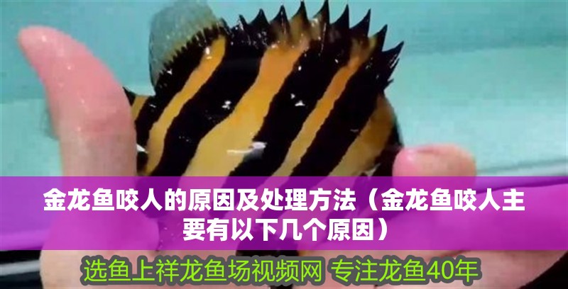金龍魚咬人的原因及處理方法(金龍魚咬人主要有以下幾個原因) 龍魚百科 第2張 金龍魚咬人的原因及處理方法(金龍魚咬人主要有以下幾個原因) 金龍魚咬人的原因及處理方法(金龍魚咬人主要有以下幾個原因) 龍魚百科 第2張