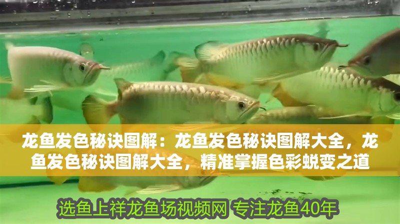 龍魚發(fā)色秘訣圖解：龍魚發(fā)色秘訣圖解大全，龍魚發(fā)色秘訣圖解大全，精準(zhǔn)掌握色彩蛻變之道