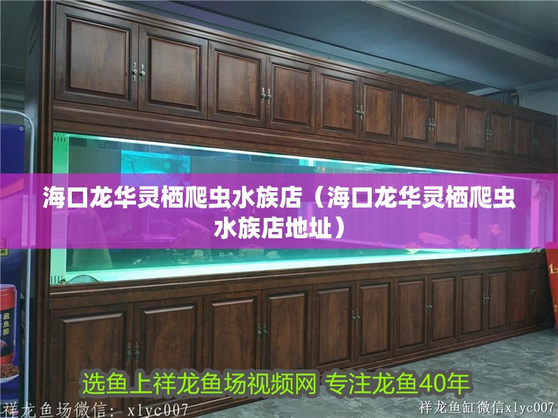 海口龍華靈棲爬蟲水族店（海口龍華靈棲爬蟲水族店地址）