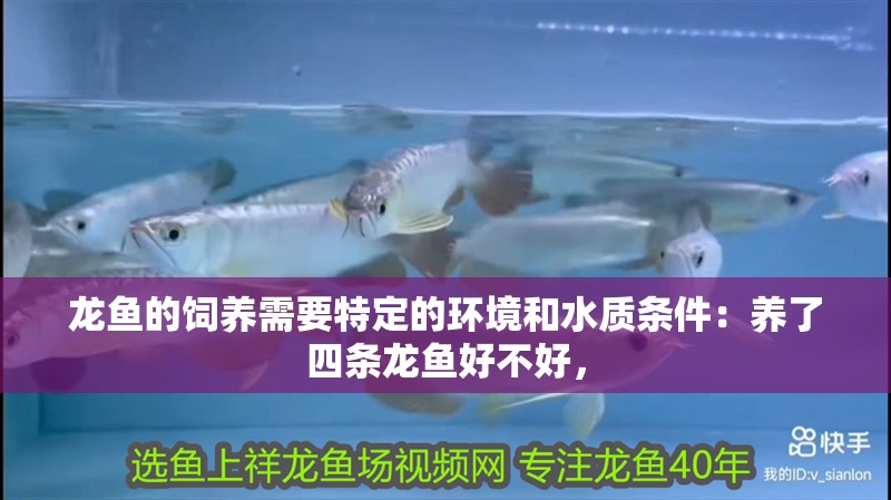 龍魚的飼養(yǎng)需要特定的環(huán)境和水質(zhì)條件：養(yǎng)了四條龍魚好不好，