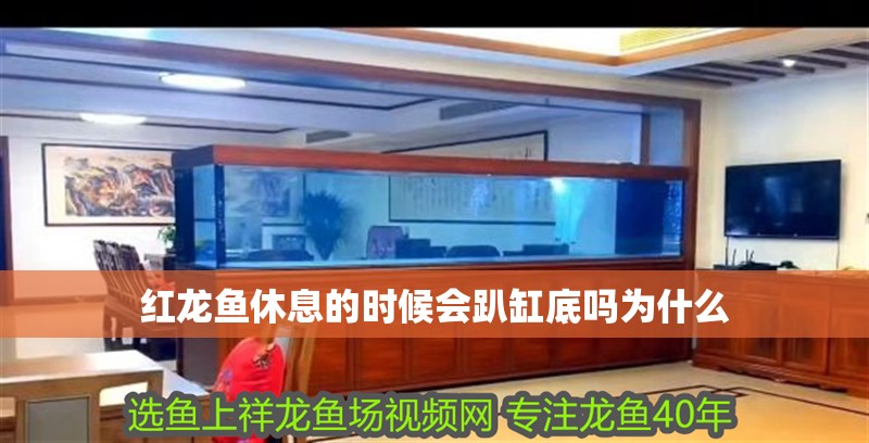 紅龍魚休息的時候會趴缸底嗎為什么