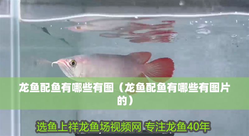 龍魚(yú)配魚(yú)有哪些有圖（龍魚(yú)配魚(yú)有哪些有圖片的）