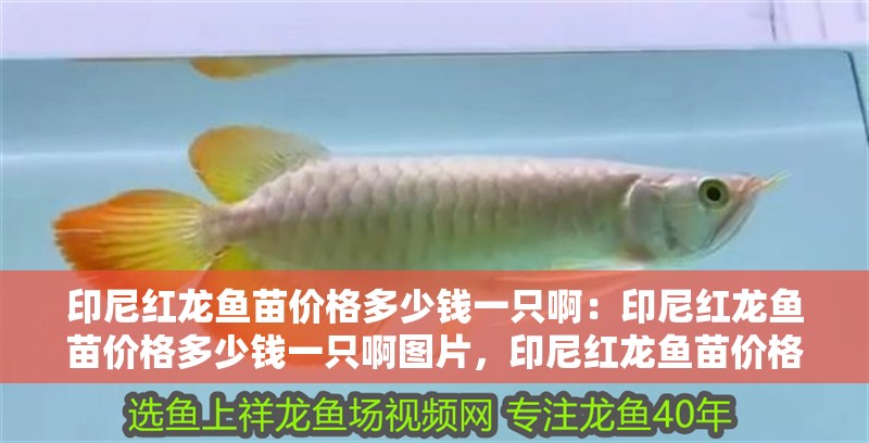印尼紅龍魚苗價格多少錢一只啊：印尼紅龍魚苗價格多少錢一只啊圖片，印尼紅龍魚苗價格及圖片解析