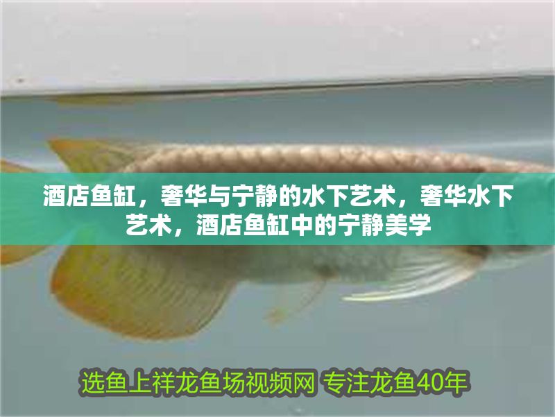 酒店魚缸，奢華與寧靜的水下藝術，奢華水下藝術，酒店魚缸中的寧靜美學