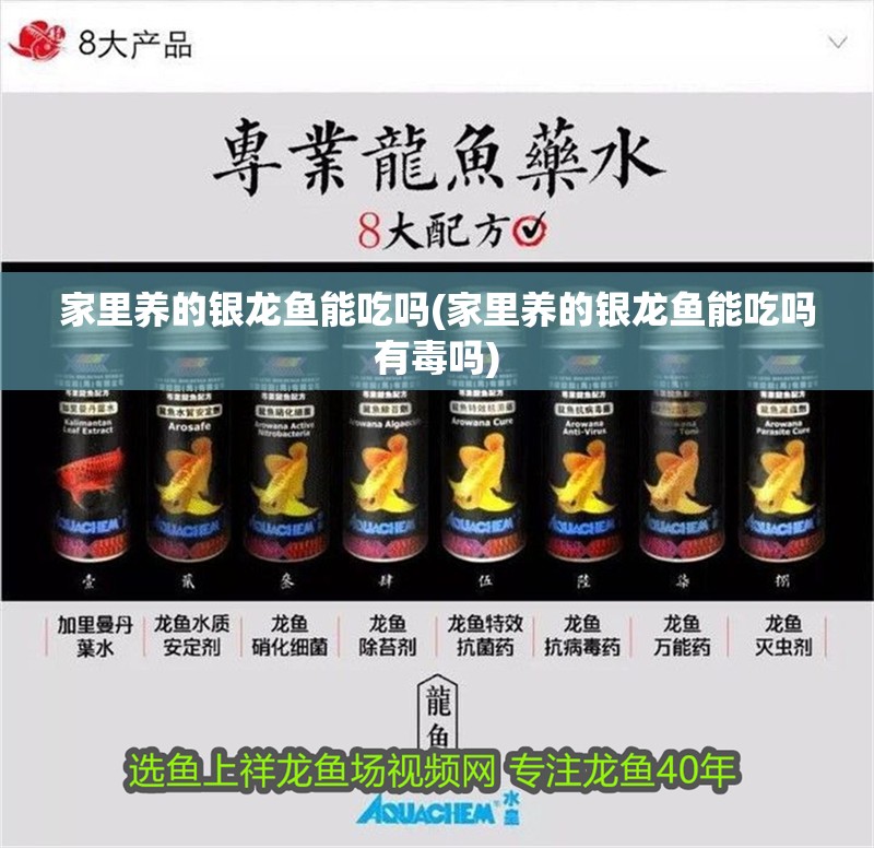 家里養的銀龍魚能吃嗎(家里養的銀龍魚能吃嗎有毒嗎)
