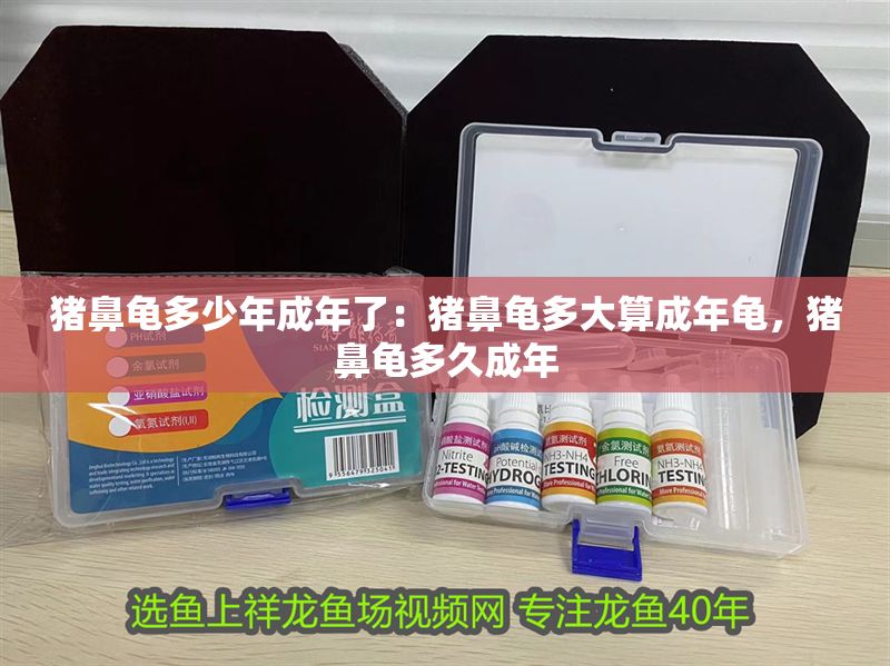 豬鼻龜多少年成年了：豬鼻龜多大算成年龜，豬鼻龜多久成年