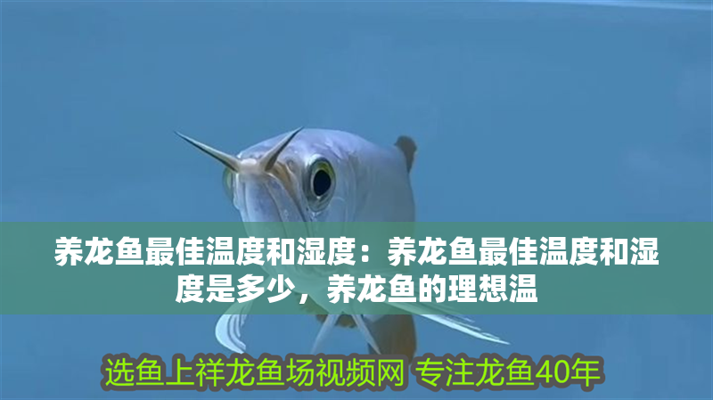 養(yǎng)龍魚最佳溫度和濕度：養(yǎng)龍魚最佳溫度和濕度是多少，養(yǎng)龍魚的理想溫