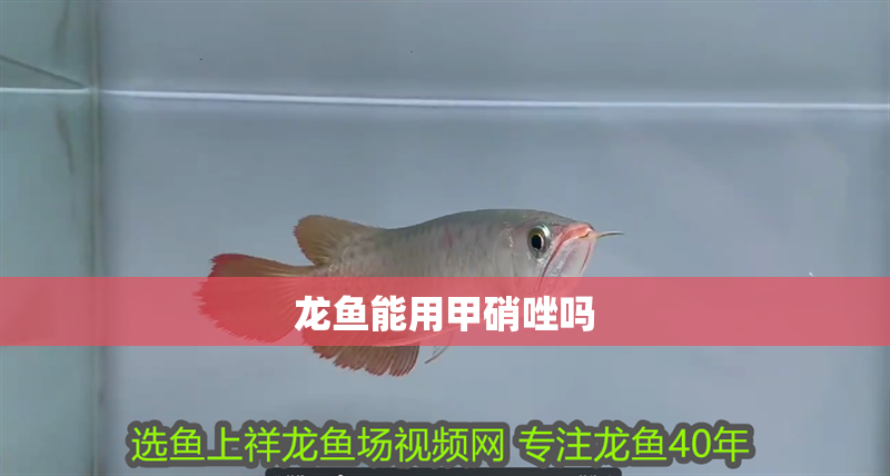 龍魚能用甲硝唑嗎