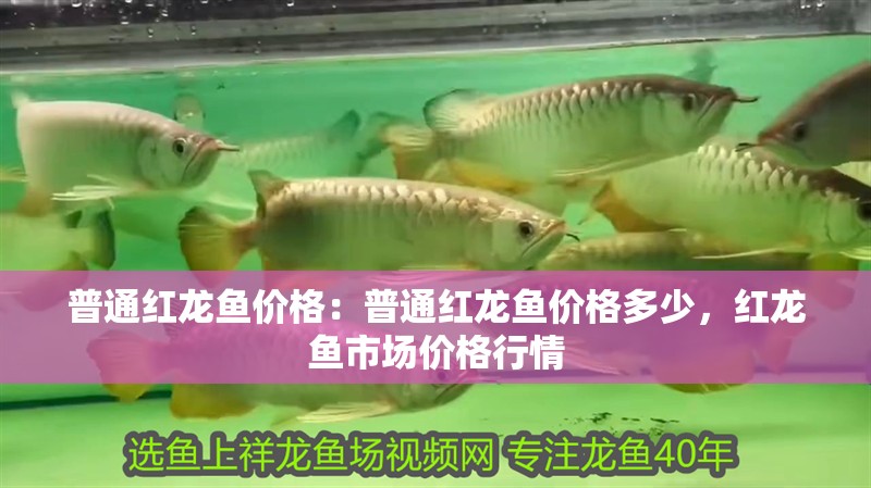 普通紅龍魚價格：普通紅龍魚價格多少，紅龍魚市場價格行情