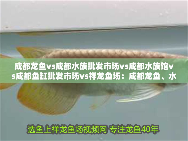 成都龍魚vs成都水族批發市場vs成都水族館vs成都魚缸批發市場vs祥龍魚場：成都龍魚、水族批發市場、魚缸批發市場、魚缸批發市場地址介紹
