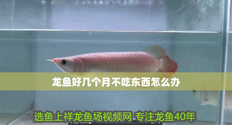 龍魚好幾個月不吃東西怎么辦