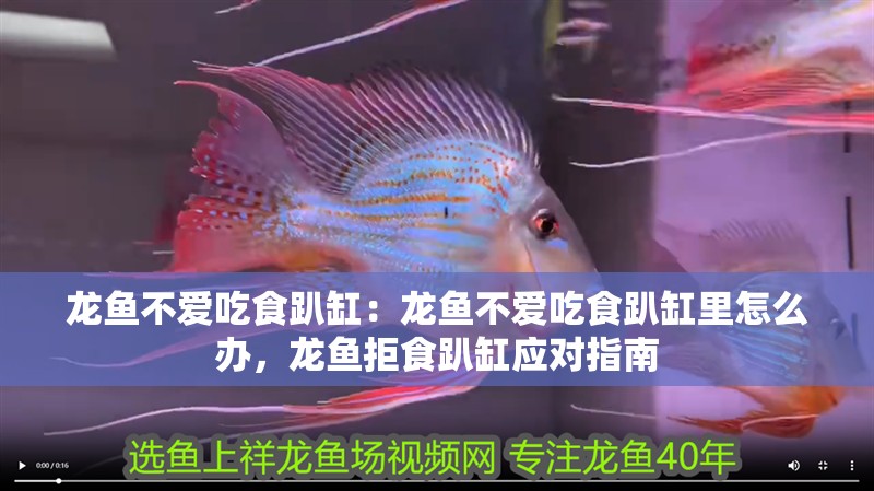 龍魚不愛吃食趴缸：龍魚不愛吃食趴缸里怎么辦，龍魚拒食趴缸應對指南