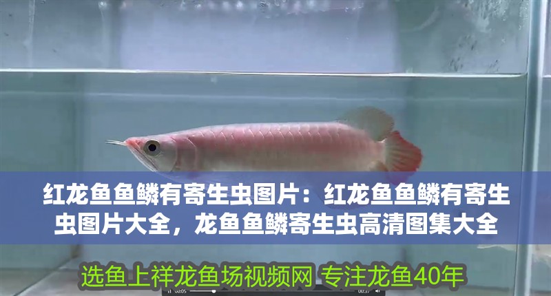 紅龍魚魚鱗有寄生蟲圖片：紅龍魚魚鱗有寄生蟲圖片大全，龍魚魚鱗寄生蟲高清圖集大全