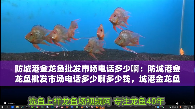 防城港金龍魚批發市場電話多少啊：防城港金龍魚批發市場電話多少啊多少錢，城港金龍魚批發市場聯系電話及價格