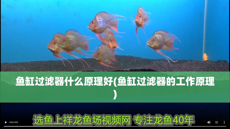 魚缸過濾器什么原理好(魚缸過濾器的工作原理)