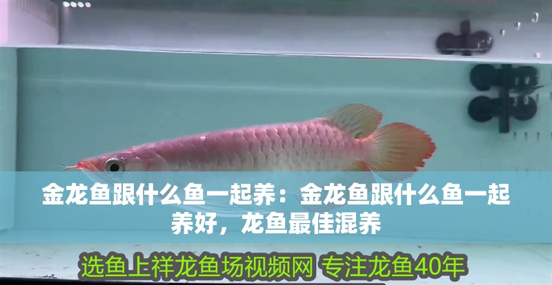 金龍魚跟什么魚一起養：金龍魚跟什么魚一起養好，龍魚最佳混養