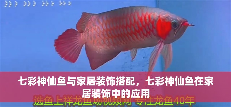 七彩神仙魚與家居裝飾搭配，七彩神仙魚在家居裝飾中的應用