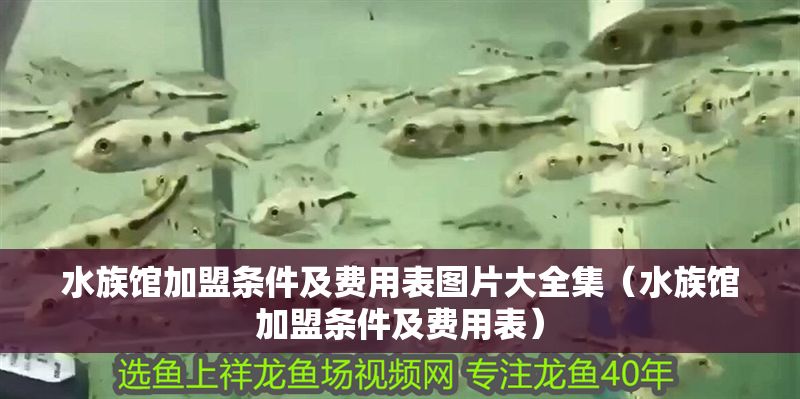 水族館加盟條件及費用表圖片大全集（水族館加盟條件及費用表）